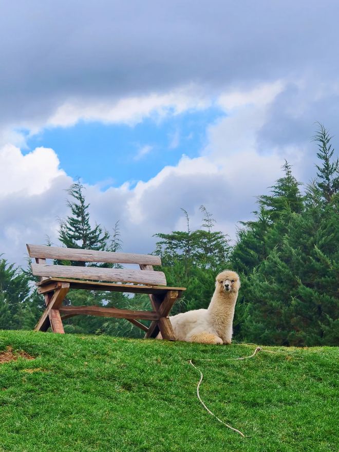 2025云南西双版纳旅行社前十强靠谱榜单：正规资质+百万好评！kaiyun体育全站(图3)