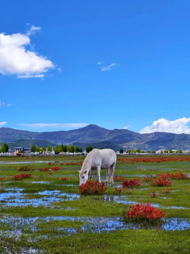 2025云南西双版纳旅行社前十强靠谱榜单：正规资质+百万好评！kaiyun体育全站(图1)