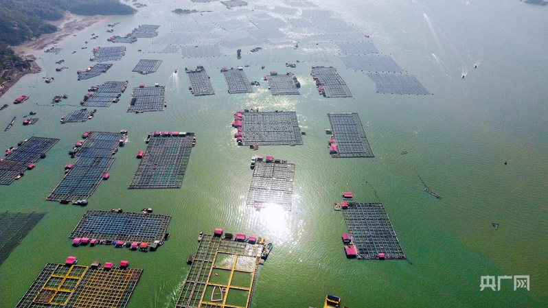 kaiyun体育全站行进的海岸线｜潮起三都澳：一尾“金黄”跃居全国八成市场(图1)