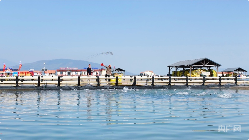 kaiyun体育全站行进的海岸线｜潮起三都澳：一尾“金黄”跃居全国八成市场(图2)