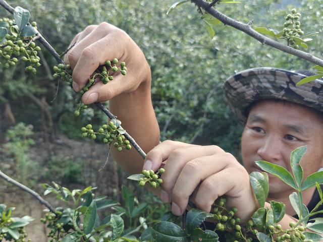 从金沙江畔到千店餐桌青花椒如何撑起半天妖的招牌菜？(图1)