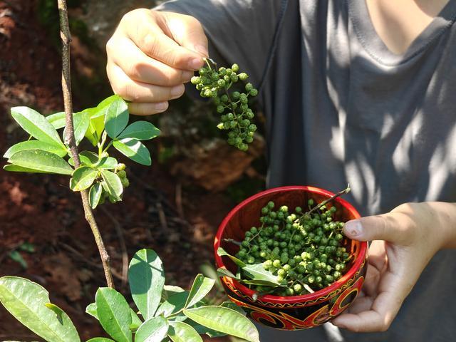 从金沙江畔到千店餐桌青花椒如何撑起半天妖的招牌菜？(图3)