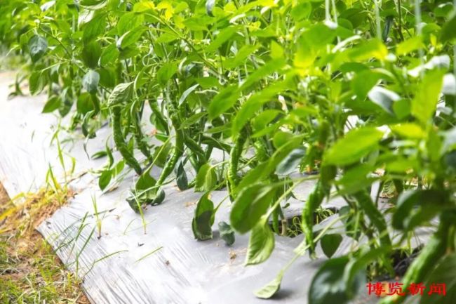 淄博：数智农业为乡村振兴注入新活力(图1)