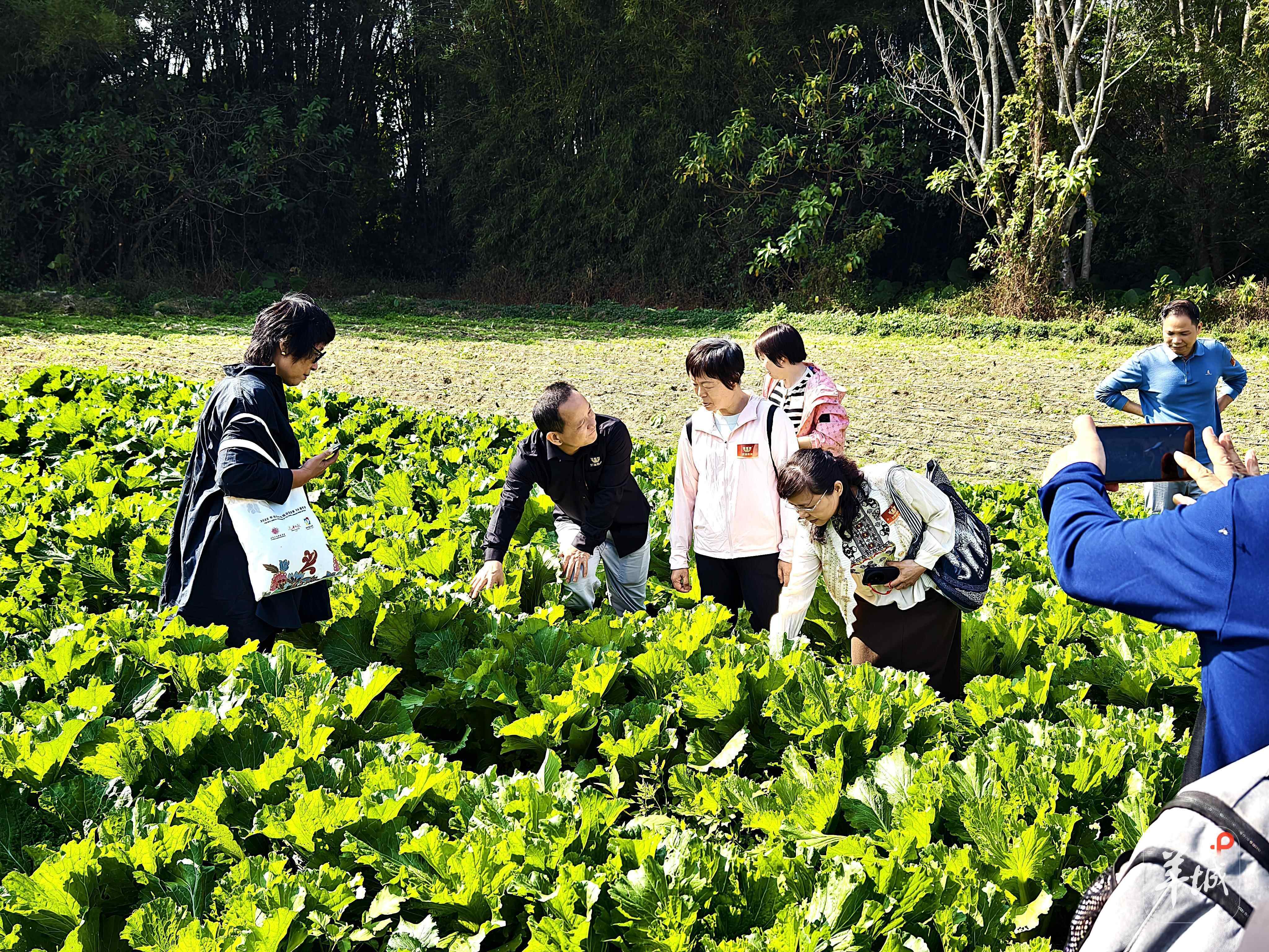 从田间到餐桌：一场增城迟菜心媒体交流会让嘉宾体验美食与文化交融绽放(图1)