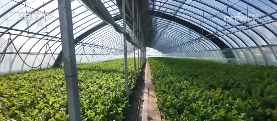 各地冬日果蔬供应量足价稳丰富节日期间百姓“菜篮子”“果盘子”(图1)