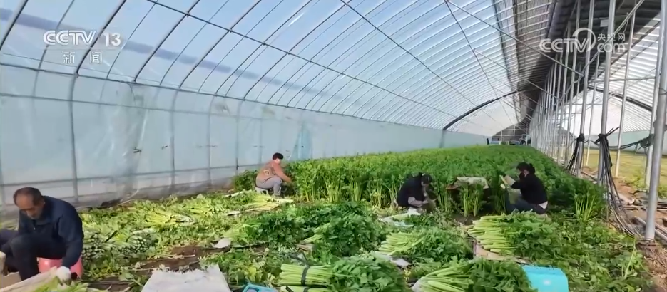 各地冬日果蔬供应量足价稳丰富节日期间百姓“菜篮子”“果盘子”(图3)