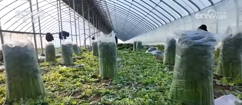 各地冬日果蔬供应量足价稳丰富节日期间百姓“菜篮子”“果盘子”(图4)