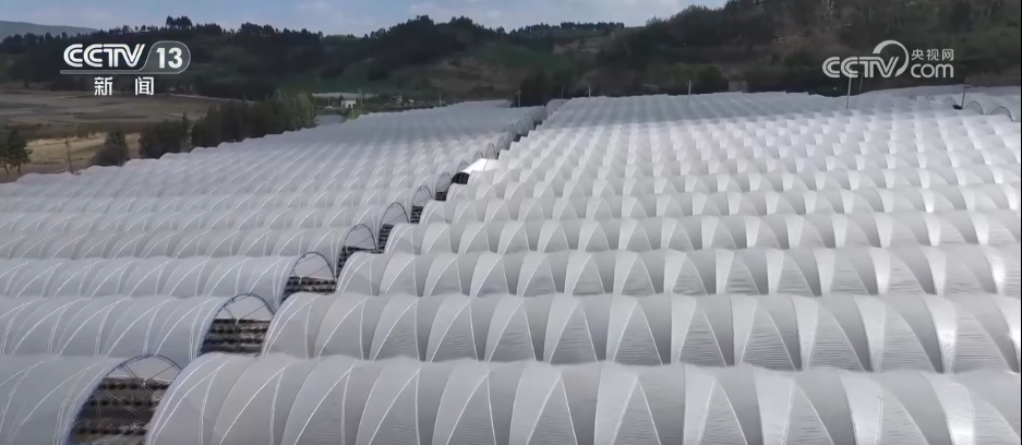 各地冬日果蔬供应量足价稳丰富节日期间百姓“菜篮子”“果盘子”(图5)