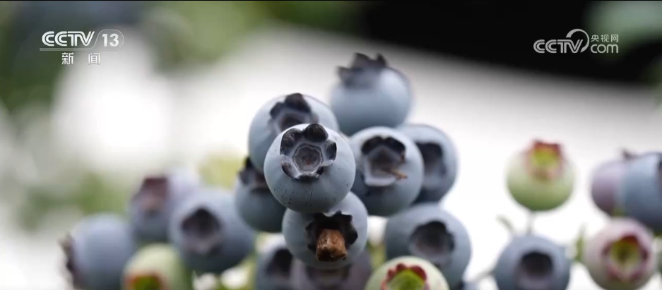 各地冬日果蔬供应量足价稳丰富节日期间百姓“菜篮子”“果盘子”(图6)