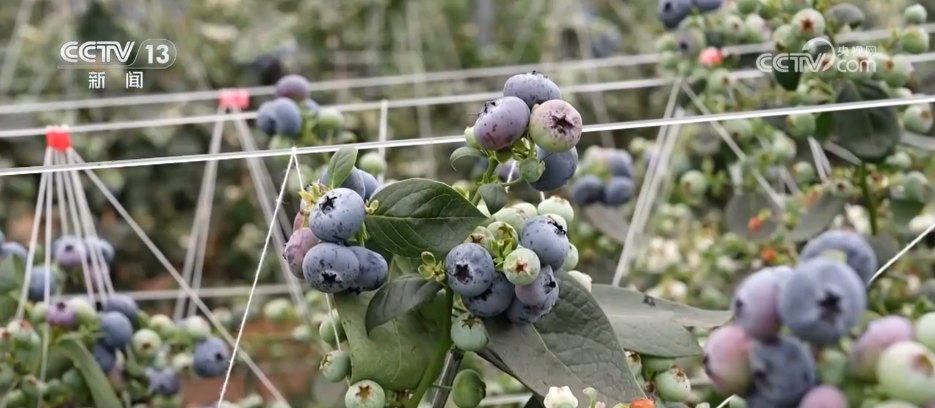 各地冬日果蔬供应量足价稳丰富节日期间百姓“菜篮子”“果盘子”(图7)