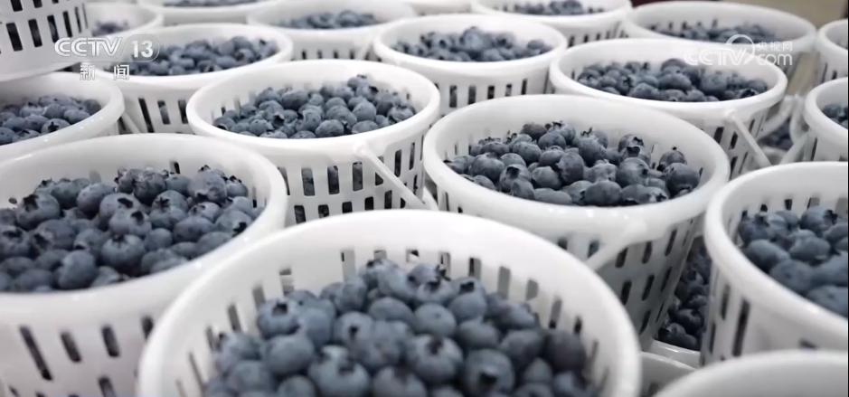 各地冬日果蔬供应量足价稳丰富节日期间百姓“菜篮子”“果盘子”(图8)