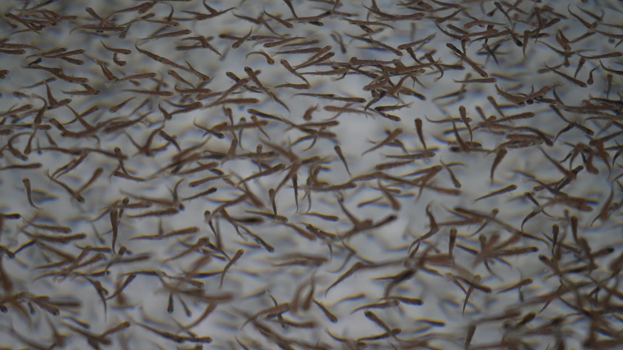 大连庄河“智造”海水三文鱼从本土育苗到鲜达餐桌的完整产业链(图1)