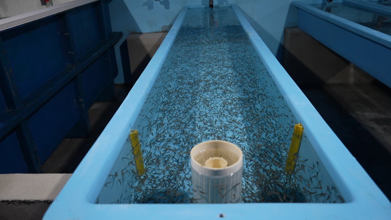 大连庄河“智造”海水三文鱼从本土育苗到鲜达餐桌的完整产业链(图2)