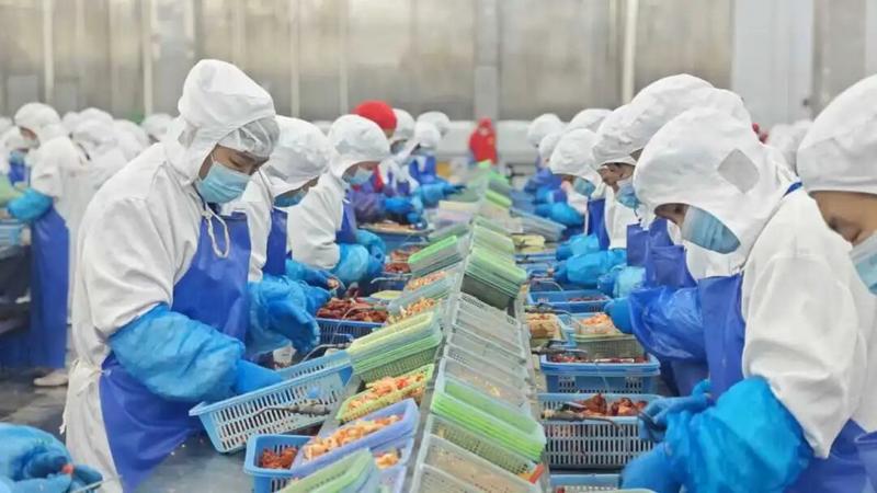 kaiyun体育全站“红”动天下——“潜江龙虾”产业的全球化突围征程(图1)