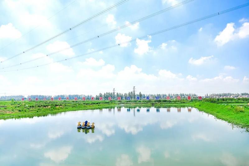 kaiyun体育全站“红”动天下——“潜江龙虾”产业的全球化突围征程(图4)