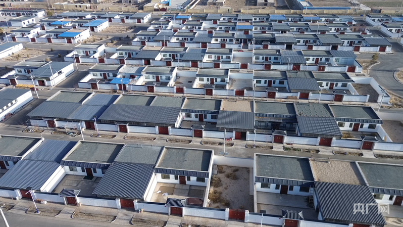 【家有喜事】沙葱绿了日子红了！(图4)