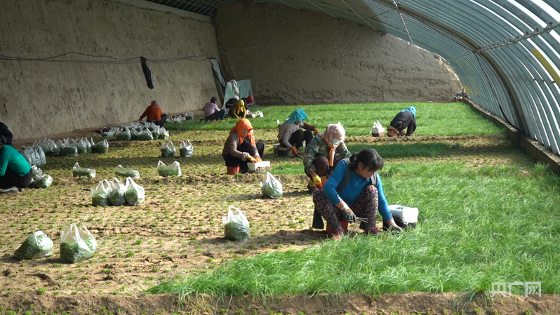 【家有喜事】沙葱绿了日子红了！(图1)