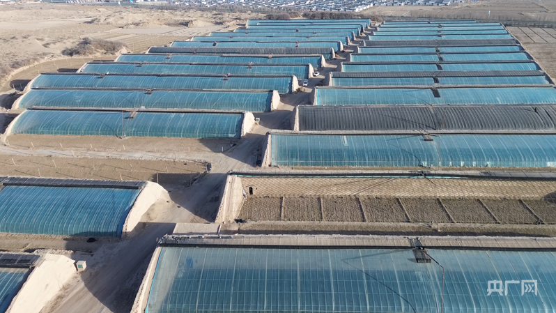 【家有喜事】沙葱绿了日子红了！(图2)