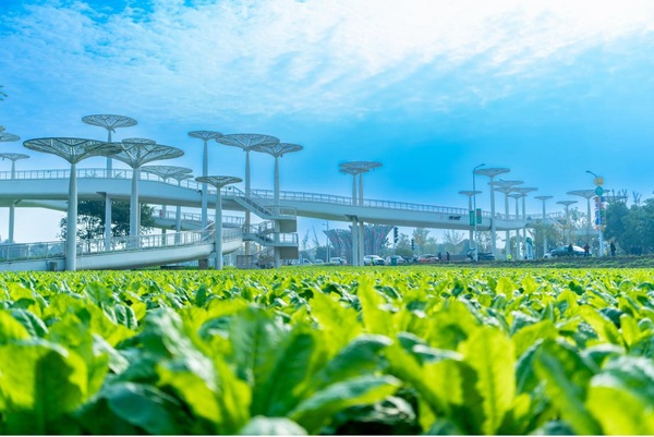 筑牢“产运销管”闭环成都“小菜篮”托稳大民生(图1)