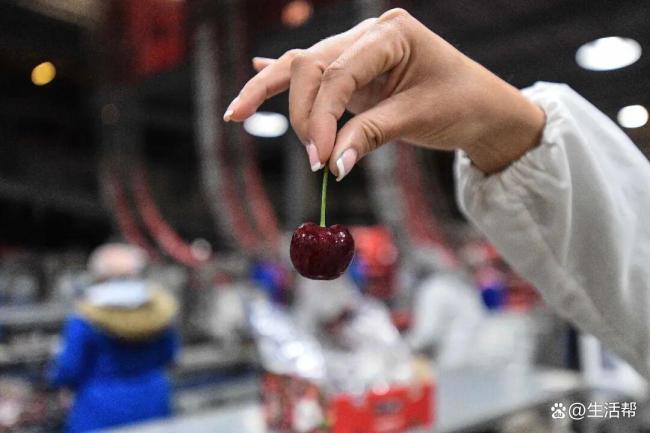 “车厘子自由”背后的护鲜秘籍从果园到餐桌的kaiyun体育全站极速之旅(图2)