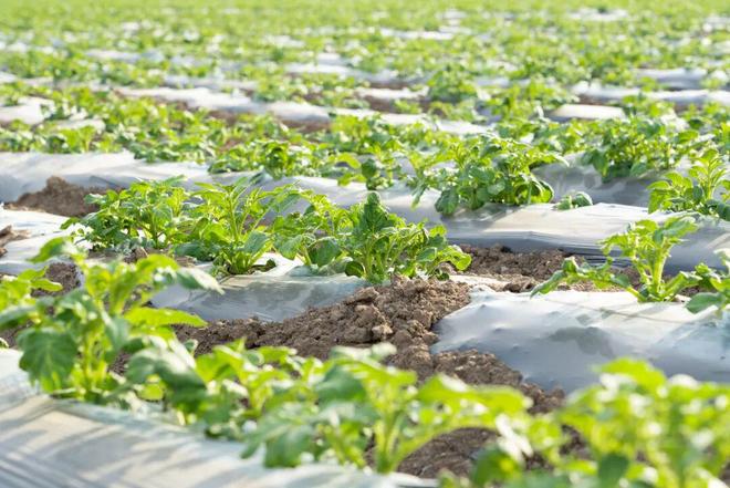 实力回乡丨拒绝微塑料侵蚀土壤一心回乡坚决守护餐桌纯净(图10)