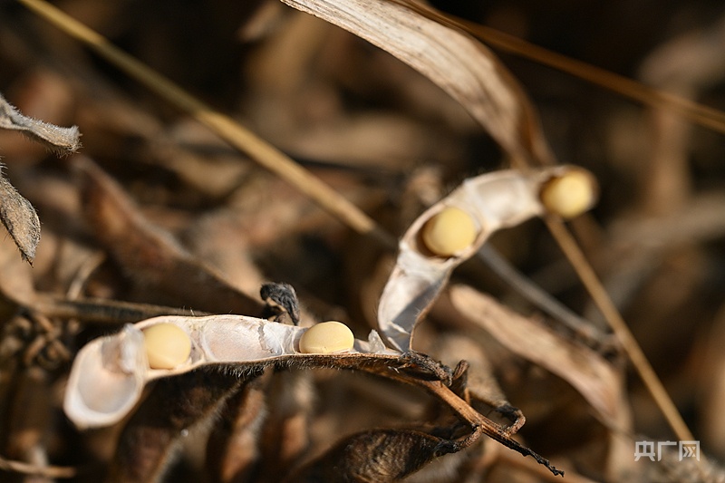 “黑土优品”看龙江丨穆棱大豆：底蕴深厚品牌标杆(图1)