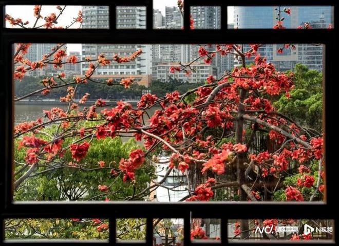 英雄花开英雄城！“市花”入馔广州“红棉宴”全城启动(图1)