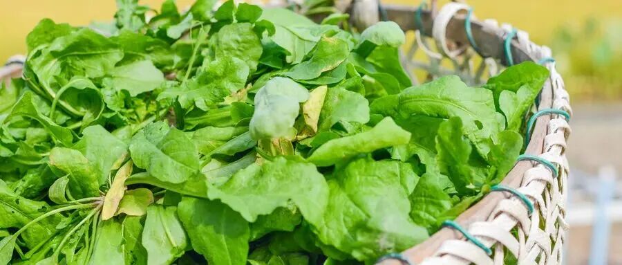 kaiyun体育全站这些爆火的「春日经济」可不只是新“花”样丨南财号热话(图1)