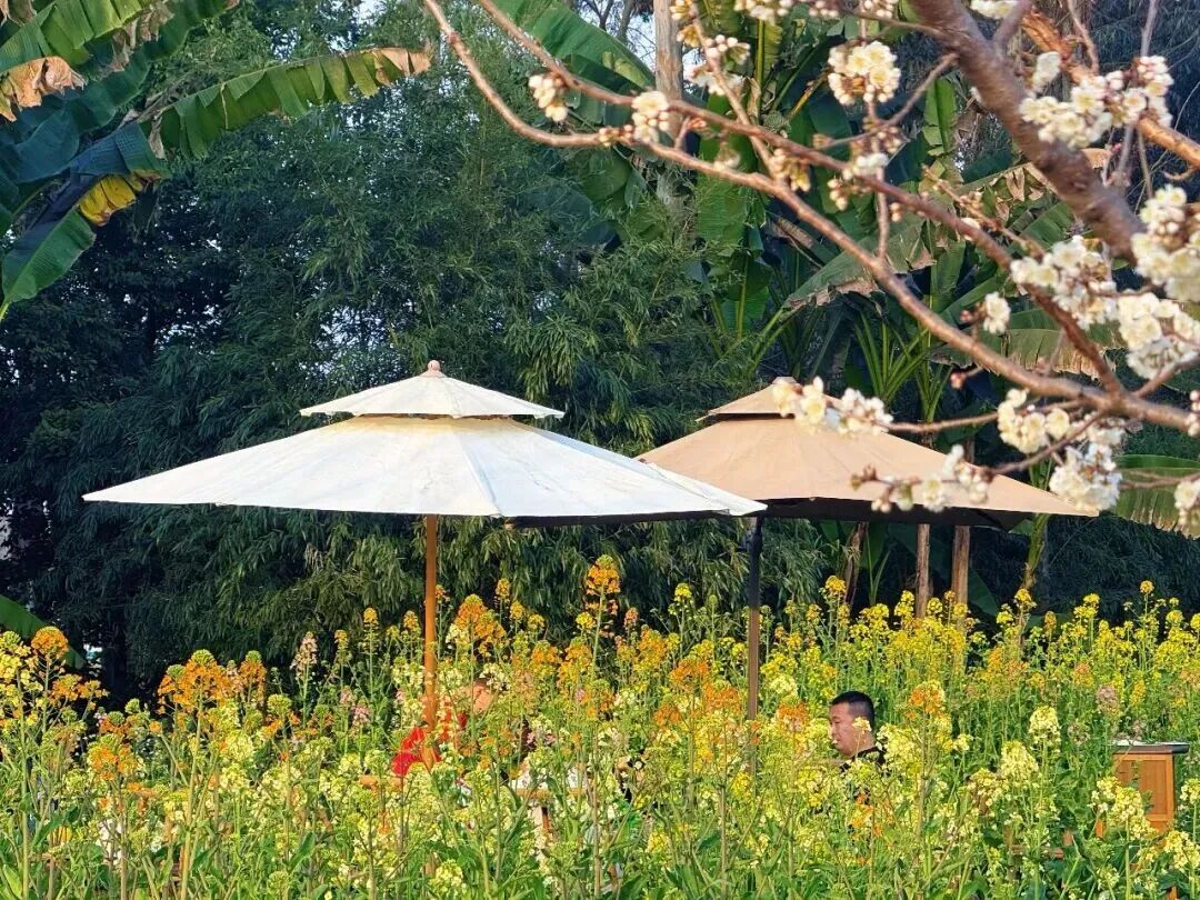 kaiyun体育全站这些爆火的「春日经济」可不只是新“花”样丨南财号热话(图3)