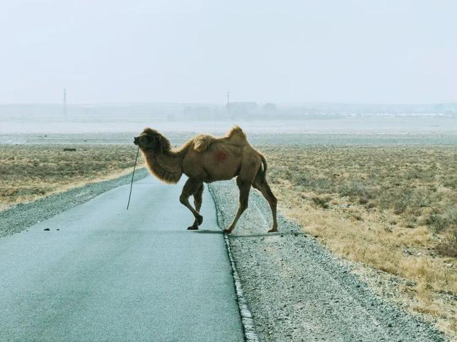 “北菜南运”沙漠菜丰盛了谁的餐桌？(图5)