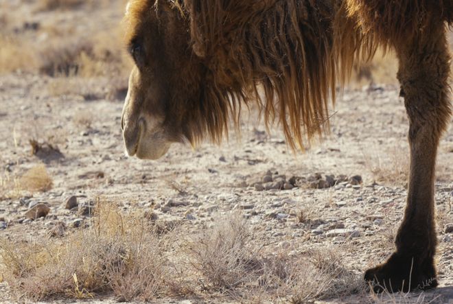 “北菜南运”沙漠菜丰盛了谁的餐桌？(图1)