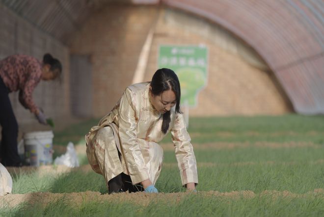“北菜南运”沙漠菜丰盛了谁的餐桌？(图8)