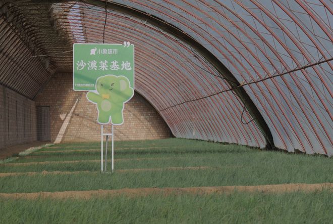 “北菜南运”沙漠菜丰盛了谁的餐桌？(图3)